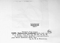 Mycosphaerella asplenii image